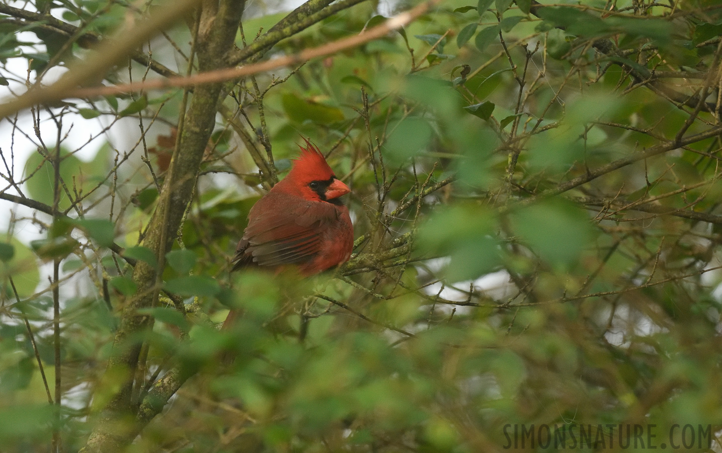 Cardinalis cardinalis cardinalis [400 mm, 1/400 sec at f / 8.0, ISO 2000]